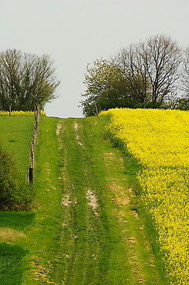 포토 JPG 해외이미지 나무 유럽 도로 길 벽 여행 밭 농업 창문 자국 자연 사람없음 야외 초록색 농장 노란색 여행객 환경 프랑스 시골 오솔길 유채 장면 지역 내추럴 프랑스어 방법 밭일 선로 그리너리 해외포토 식물 문자 꽃 나라 산업 컬러 교통시설 사람 생태계 파일형식 트랜드컬러 이미지허브