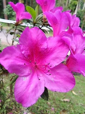 포토 JPG 해외이미지 식물 꽃 분홍색 백그라운드 잎 꽃무늬 농업 자연 벽지 검은배경 추상 사랑 미술 사람없음 야외 초록색 빛 뷰티 장미 정원 어둠 봄 벚꽃 개화 소프트포커스 진달래 다발 관목 가득함 원예 해외포토 나무 계절 감정 산업 컬러 무늬 문화예술 촬영기법 취미 검은색 생태계 파일형식 이미지허브