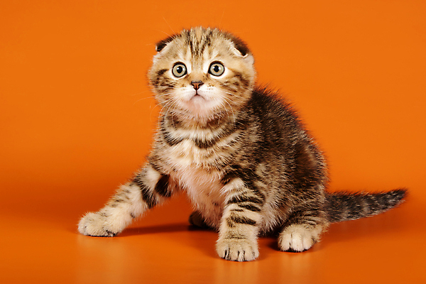 포토 JPG 해외이미지 한마리 응시 새끼 실내 앉기 사람없음 반려동물 귀여움 고양이 스코티시폴드 반려묘 주황색배경 해외포토 동물 1 시선 백그라운드 컨셉 포유류 모션 내부 주황색 파일형식 이미지허브