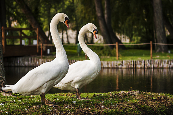 포토 JPG 해외이미지 동물 커플 호수 바다 결혼 2 자연 조류 결혼식 함께함 발렌타인데이 선물 사랑 사람없음 빛 강 반사 평화 귀여움 수영 거울 흰색 하트 황무지 우아함 인쇄 심볼 순수 깃털 약속 백조 엽서 부드러움 천국 단아함 파라다이스 해외포토 모양 감정 컬러 컨셉 관계 데이이벤트 이벤트 수상스포츠 감각 편지 생태계 파일형식 이미지허브