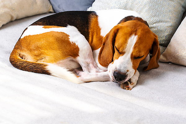 포토 JPG 해외이미지 한마리 휴식 실내 사람없음 눕기 귀여움 잠 개 편안함 비글 해외포토 1 컨셉 포유류 모션 내부 감각 파일형식 이미지허브