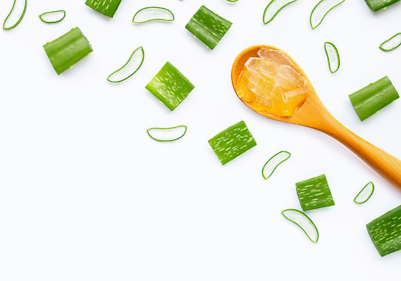 포토 JPG 해외이미지 스튜디오촬영 단면 실내 사람없음 하이앵글 뷰티 흰배경 알로에 해외포토 식물 뷰포인트 백그라운드 내부 흰색 파일형식 이미지허브