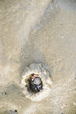 포토 JPG 해외이미지 동물 야생동물 모래 파도 바다 여행 백그라운드 패턴 공 자연 조류 표면 추상 주택 사람없음 야외 물 모래사장 젖음 게 원형 구멍 유령 작음 묘사 질감 내추럴 그런지 해외포토 자연요소 도형 무늬 갑각류 건물 크기 생태계 파일형식 이미지허브