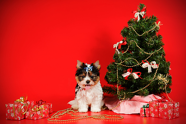 포토 JPG 해외이미지 나무 동물 1 행복 새끼 백그라운드 크리스마스 공 휴가 새로움 털 미소 사람없음 장식 빨간색 반려동물 산타클로스 귀여움 검은색 거울 흰색 개 달콤 강아지 작음 샴페인 요크셔테리어 테리어 연도 사진사 활 솜털 송곳니 기르기 비버 삼색 해외포토 식물 기념일 감정 컬러 컨셉 포유류 주류 표정 맛 치아 크기 작가 돌봄 파일형식 이미지허브