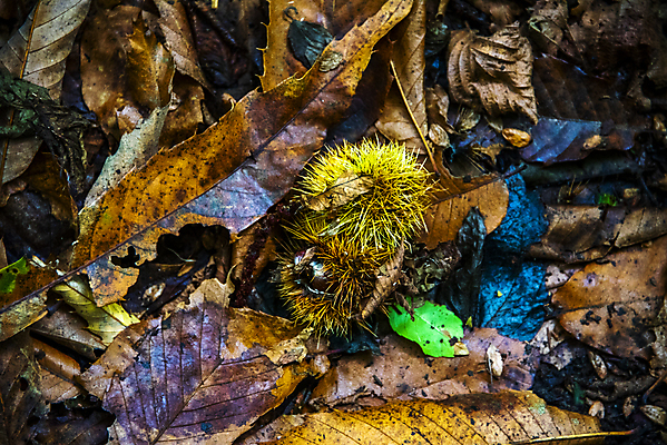 포토 JPG 해외이미지 나무 식물 전통 계절 음식 백그라운드 단풍 잎 농업 과일 재료 자연 건강 씨앗 사람없음 목재 초록색 세트 갈색 이탈리아 견과류 수확 껍질 시골 신선 달콤 맛 정상 굽기 유기농 날것 심플 흙더미 10월 내추럴 고립 식용 채식주의자 해외포토 웰빙 유럽 산업 컬러 컨셉 흙 날짜 구이 생태계 채식 파일형식 더미 이미지허브