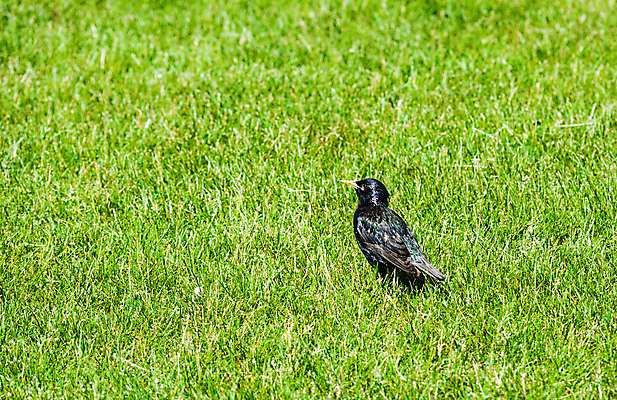 포토 JPG 해외이미지 동물 1 공원 야생동물 밭 자연 조류 종류 서기 잔디 사람없음 야외 초록색 빛 검은색 작음 깃털 싱글 부리 광택 내추럴 동물상 땅바닥 카피스페이스 해외포토 식물 공공시설 컬러 농업 모션 바닥 조형물 공백 크기 생태계 파일형식 이미지허브