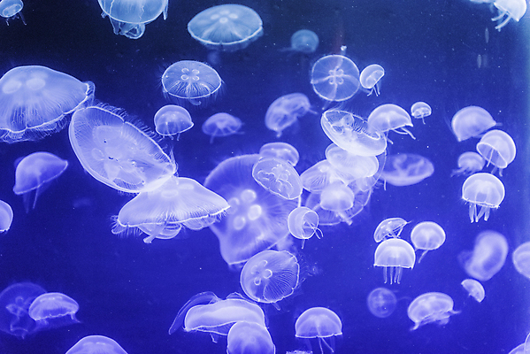 포토 JPG 해외이미지 동물 야생동물 바다 백그라운드 자연 추상 어류 사람없음 가로 물 파란색 빛 뷰티 검은색 수중 수영 어둠 투명 그룹 위험 작음 질감 암초 수족관 젤리 형광등 해파리 빛망울 강렬 고립 깊이 이국적 해외포토 자연요소 컬러 컨셉 무늬 디저트 전등 수중동물 수상스포츠 자포동물 크기 생태계 파일형식 이미지허브