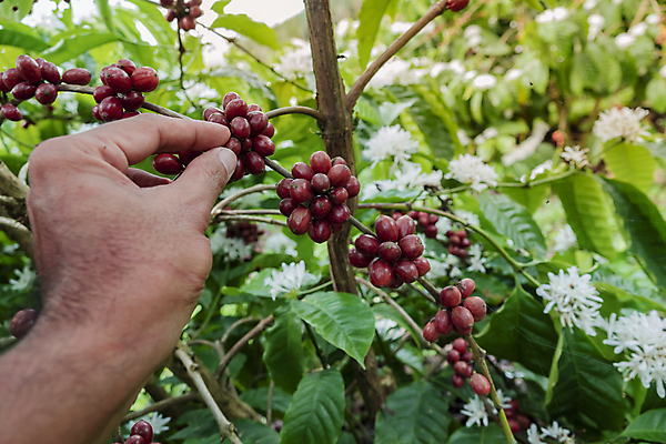 포토 JPG 해외이미지 나무 식물 열매 산업 아시아 커피 음료 음식 백그라운드 잎 농업 과일 자연 콩 사람없음 야외 가로 빨간색 초록색 농작물 농장 수확 성장 나뭇가지 신선 굽기 유기농 날것 따뜻한음료 밭일 생태학 숙성 아라비카 카페인 해외포토 웰빙 교육 나라 컬러 곡류 구이 생태계 파일형식 이미지허브