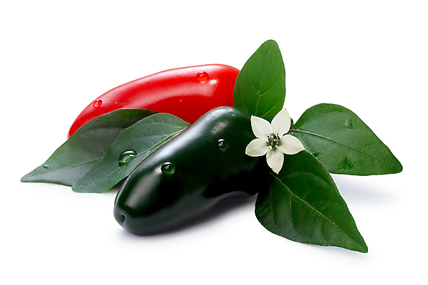 포토 JPG 해외이미지 꽃 클리핑패스 음식 잎 과일 고추 사람없음 빨간색 초록색 흰색 물방울 뜨거움 이슬 향신료 후추 고립 숙성 해외포토 식물 컬러 채소 향미료 파일형식 이미지허브