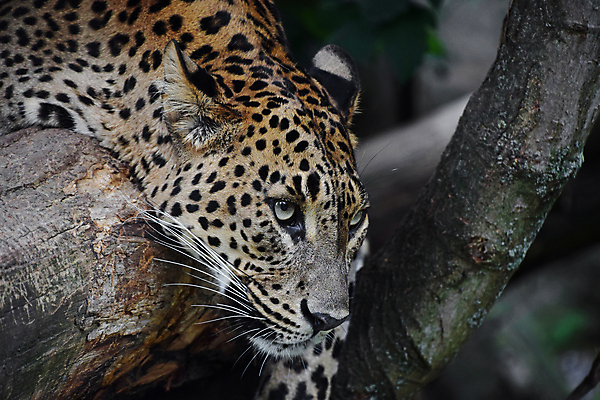 포토 JPG 해외이미지 주간 나무 한마리 응시 야생동물 자연 사람없음 야외 아웃포커스 나뭇가지 맹수 표범 해외포토 자연요소 식물 동물 1 시선 포유류 촬영기법 생태계 파일형식 이미지허브