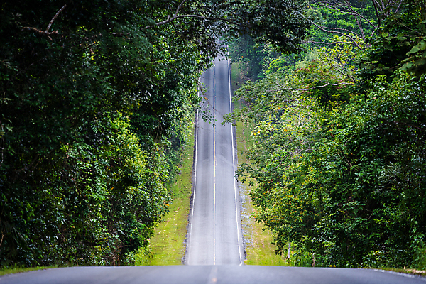 포토 JPG 해외이미지 나무 공원 도로 길 선 여행 자연 산 거리 풍경 경사 사람없음 야외 목재 초록색 환경 시골 고속도로 숲 열대우림 언덕 내추럴 방법 삼림지대 직진 해외포토 식물 공공시설 컬러 재료 교통시설 생태계 파일형식 이미지허브