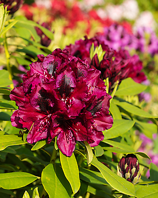 포토 JPG 해외이미지 식물 계절 공원 꽃잎 꽃 분홍색 잎 꽃무늬 자연 사람없음 야외 뷰티 환경 정원 봄 성장 벚꽃 신선 개화 닫기 진달래 관목 생태계 원예 화단 내추럴 영원 해외포토 나무 공공시설 컬러 무늬 모션 취미 파일형식 이미지허브