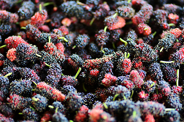 포토 JPG 해외이미지 나무 식물 계절 열매 음료 음식 백그라운드 잎 과일 재료 자연 탁자 디저트 건강 사람없음 빨간색 초록색 컬러풀 바구니 정원 보라색 검은색 나뭇가지 신선 그룹 선택 달콤 맛 먹기 오브젝트 상쾌 유기농 날것 블랙베리 내추럴 숙성 옛날 채식주의자 해외포토 웰빙 감정 컬러 가구 컨셉 모션 생태계 채식 파일형식 이미지허브