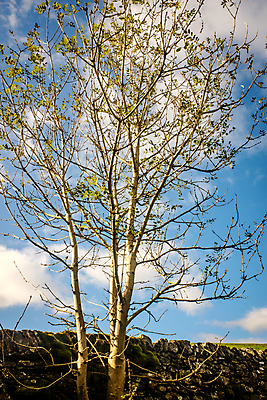 포토 JPG 해외이미지 나무 식물 공원 백그라운드 잎 자연 하늘 사람없음 야외 목재 초록색 빛 햇빛 태양 환경 맑음 봄 나뭇가지 숲 큼 내추럴 해외포토 자연요소 계절 공공시설 컬러 재료 날씨 크기 생태계 파일형식 이미지허브