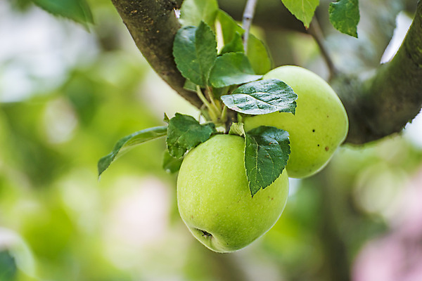 포토 JPG 해외이미지 나무 음식 단풍 다이어트 과일 건강 사람없음 빨간색 초록색 수확 시골 달콤 사과 상품 섬유 숙성 해외포토 식물 컬러 잎 농업 직물 맛 파일형식 이미지허브