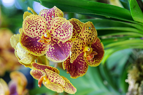 포토 JPG 해외이미지 식물 계절 꽃잎 꽃 줄기 분홍색 꽃다발 백그라운드 잎 꽃무늬 자연 발렌타인데이 사람없음 장식 초록색 컬러풀 뷰티 노란색 정원 보라색 봄 벚꽃 흰색 신선 개화 난초 제비꽃 내추럴 이국적 해외포토 컬러 무늬 데이이벤트 생태계 파일형식 이미지허브