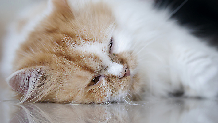 포토 JPG 해외이미지 동물 척추동물 1 응시 얼굴 포유류 휴식 친절 생물 털 사람없음 반려동물 머리 귀여움 고양이 분노 모피 깃털 만족 코 부드러움 솜털 양모 거짓말 경보 기르기 유래 해외포토 시선 감정 컨셉 신체부위 직물 감각 돌봄 파일형식 이미지허브