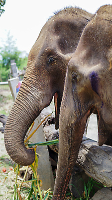 포토 JPG 해외이미지 동물 공원 아시아 야생동물 여행 포유류 태국 자연 코끼리 동물원 동양인 성인 사람없음 야외 환경 시골 아기 그룹 구출 보호 군중 울음 큼 사파리 대나무 눈물 호기심 귀 부드러움 멸종 내추럴 돌봄 보호구역 수유 해외포토 나무 공공시설 감정 나라 컨셉 모션 표정 사람 인종 신체부위 도움 감각 크기 생태계 구역 파일형식 이미지허브