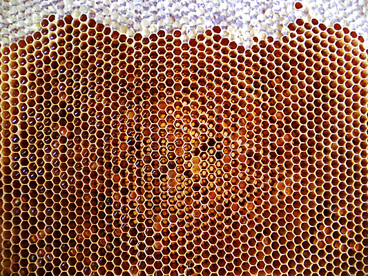 포토 JPG 해외이미지 동물 음식 곤충 백그라운드 패턴 오렌지 자연 세포 건강 사람없음 야외 약 농장 노란색 시골 신선 머리빗 황금 달콤 맛 꿀벌 배열 묘사 질감 꽃가루 육각형 꿀 벌집 내추럴 고립 밀랍 양봉 양봉장 왁스 폴리곤 해외포토 도형 컬러 컨셉 무늬 농업 과일 의학 미용용품 벌_곤충 가루 생태계 파일형식 이미지허브