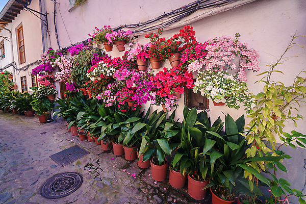 포토 JPG 해외이미지 식물 디자인 외관 꽃 유럽 화분 벽 분홍색 여행 백그라운드 꽃무늬 건축양식 자연 거리 주택 사람없음 야외 건물 장식 빨간색 초록색 여름 도시풍경 컬러풀 마을 정원 봄 벚꽃 흰색 도시 개화 스페인 냄비 질감 타운 내추럴 안달루시아 옛날 해외포토 건축물 계절 건축 나라 컬러 무늬 풍경 솥 생태계 파일형식 이미지허브