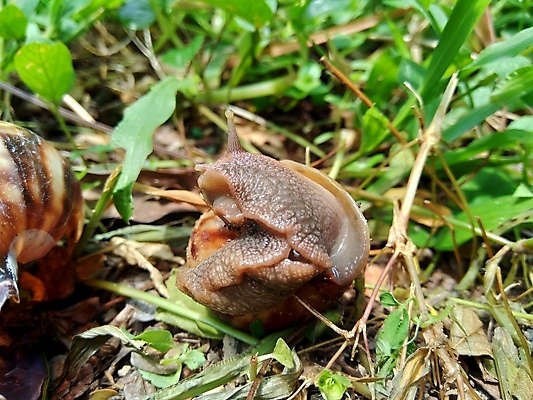 포토 JPG 해외이미지 동물 야생동물 음식 백그라운드 자연 연체동물 나선형 종류 사람없음 초록색 빛 갈색 환경 정원 검은색 젖음 껍질 흰색 신선 닫기 맛 숲 큼 땅 묘사 속도 덮기 느림 내추럴 기어가기 끈적임 해외포토 컬러 컨셉 무늬 모션 무척추동물 크기 생태계 파일형식 이미지허브