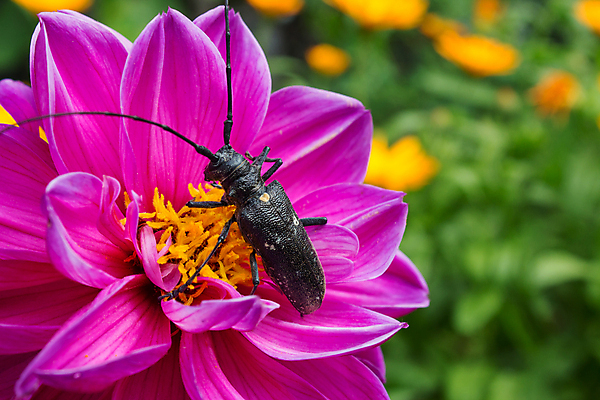 포토 JPG 해외이미지 식물 꽃잎 꽃 야생동물 분홍색 곤충 꽃무늬 농업 절지류 날개 자연 뿔 안테나 사람없음 야외 초록색 여름 뷰티 노란색 환경 정원 보라색 봄 벚꽃 점 해충 벌레 작음 딱정벌레 생물학 데이지 꽃가루 꿀 내추럴 등딱지 수유 작약 해외포토 동물 계절 교육 산업 컬러 무늬 통신 크기 가루 생태계 파일형식 이미지허브