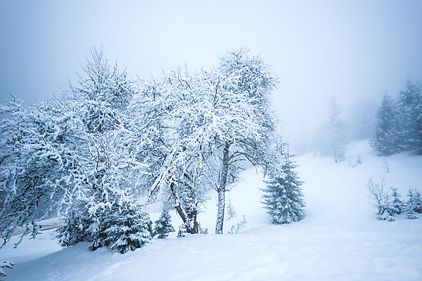 포토 JPG 해외이미지 나무 계절 유럽 여행 겨울 자연 날씨 휴가 산 파노라마 풍경 사람없음 야외 뷰티 환경 계곡 냉동 얼음 하이킹 추위 흰색 시골 숲 큼 서리 북쪽 전나무 내추럴 산악지대 절정 제설기 폭설 눈내림 해외포토 자연요소 식물 나라 컬러 레저 눈_날씨 촬영기법 크기 자연재해 방향 생태계 제설 파일형식 이미지허브