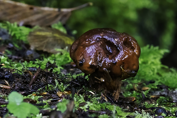포토 JPG 해외이미지 나무 식물 1 계절 음식 백그라운드 자연 사람없음 야외 가로 갈색 버섯 성장 흰색 시골 닫기 숲 작음 싱글 유기농 날것 곰팡이 삼림지대 캡모자 세련 해외포토 모자_잡화 웰빙 컬러 모션 크기 생태계 파일형식 이미지허브