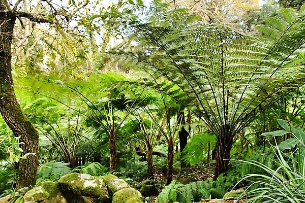 포토 JPG 해외이미지 나무 식물 공원 유럽 여행 백그라운드 자연 요정 국립공원 이끼 사람없음 초록색 평화 정원 맑음 침묵 습기 분위기 숲 수분 오솔길 열대우림 식물원 지역 마법 내추럴 리스본 신트라 양치류 화강암 해외포토 공공시설 나라 길 컬러 컨셉 날씨 소리 암석 생태계 파일형식 이미지허브