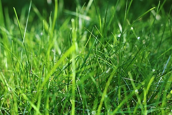 포토 JPG 해외이미지 식물 공원 자연 잔디 사람없음 야외 초록색 물 태양 정원 닫기 이슬 원예 해외포토 자연요소 공공시설 컬러 모션 취미 생태계 파일형식 이미지허브