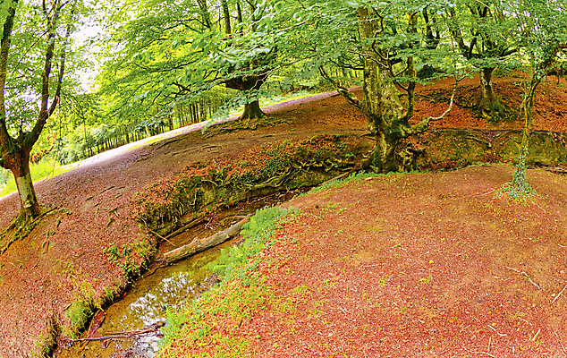 포토 JPG 해외이미지 나무 공원 유럽 야생동물 자연 휴식 산 건강 사람없음 목재 물 강 환경 다양 스페인 보호 숲 생태계 생물학 서식지 내추럴 무료 민물 보호구역 삼림지대 생태학 해외포토 자연요소 식물 동물 공공시설 교육 나라 다수 컨셉 재료 구역 파일형식 이미지허브
