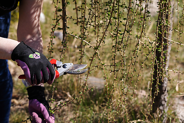 포토 JPG 해외이미지 나무 장갑 잎 한명 봄 나뭇가지 업무 티켓 큼 자르기 원예 침엽수 질서 포니테일 빨간머리 원예사 해외포토 식물 직업 1 헤어스타일 잡화 계절 모션 사람 취미 예절 작업 크기 파일형식 이미지허브