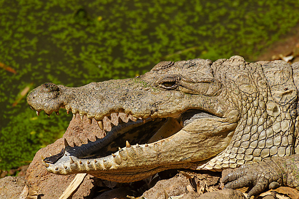 포토 JPG 해외이미지 동물 야생동물 파충류 아프리카 자연 동물원 양서류 사람없음 초록색 물 머리 오픈 입 치아 위험 큼 피부 육식동물 악어 사냥꾼 내추럴 해외포토 자연요소 직업 나라 컬러 컨셉 신체부위 소화기관 크기 생태계 파일형식 이미지허브