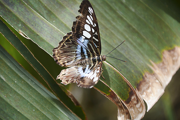 포토 JPG 해외이미지 식물 동물 템플릿 계절 꽃 분홍색 나비 곤충 꽃무늬 오렌지 자연 사람없음 야외 빨간색 파란색 빛 컬러풀 햇빛 뷰티 노란색 검은색 활발 성장 흰색 신선 점 그룹 벌레 소프트포커스 묘사 데이지 내추럴 세련 해외포토 컬러 컨셉 무늬 과일 촬영기법 태양 생태계 파일형식 이미지허브