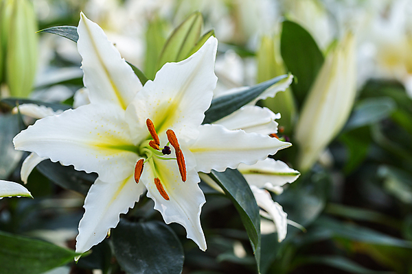 포토 JPG 해외이미지 나무 식물 계절 공원 꽃잎 꽃 분홍색 여행 백그라운드 잎 겨울 꽃무늬 태국 자연 하늘 산 사람없음 야외 목재 초록색 파란색 컬러풀 뷰티 일출 정원 봄 벚꽃 나뭇가지 신선 개화 체리 숲 내추럴 해외포토 공공시설 아시아 컬러 무늬 과일 재료 노을 생태계 파일형식 이미지허브