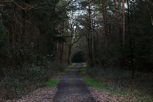 포토 JPG 해외이미지 나무 식물 구름 꽃 도로 상상 자연 동화 주택 요정 이야기 이끼 풍경 사람없음 야외 목재 그래픽 가로 초록색 빛 컴퓨터 햇빛 태양 노란색 문 맑음 어둠 버섯 꿈 고속도로 터널 숲 신비 방향 공상 마법 깊이 발생 몽환 수평선 카피스페이스 해외포토 자연요소 길 컬러 컨셉 재료 교통시설 날씨 건물 전자제품 공백 생태계 파일형식 이미지허브
