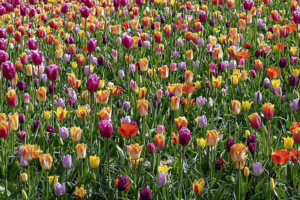 포토 JPG 해외이미지 공원 꽃잎 꽃 백그라운드 사람없음 농장 튤립 네덜란드 해외포토 식물 공공시설 유럽 농업 파일형식 이미지허브