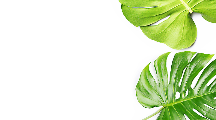 포토 JPG 해외이미지 실내 사람없음 두개 흰배경 몬스테라 열대잎 카피스페이스 해외포토 식물 백그라운드 잎 2 내부 공백 흰색 파일형식 이미지허브