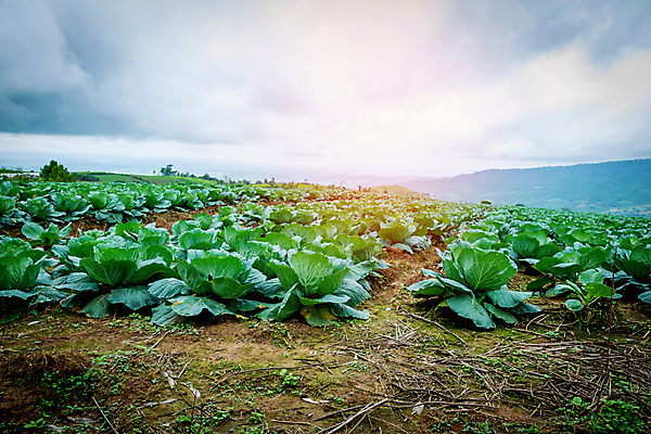포토 JPG 해외이미지 식물 계절 음식 백그라운드 잎 농업 다이어트 채소 태국 자연 건강 사람없음 야외 초록색 물 농장 머리 정원 봄 샐러드 수확 성장 흰색 신선 떨어짐 큼 먹기 유기농 양배추 날것 내추럴 밭일 채식주의자 해외포토 자연요소 웰빙 산업 아시아 컬러 컨셉 모션 신체부위 크기 생태계 채식 파일형식 이미지허브