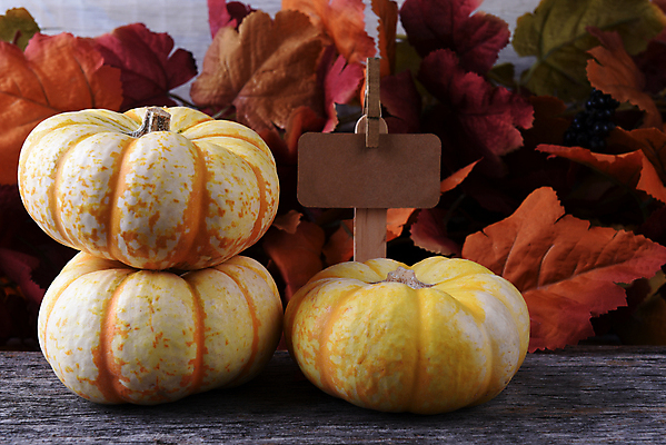 포토 JPG 해외이미지 계절 음식 잎 채소 오렌지 호박 선반 종류 사람없음 장식 초록색 컬러풀 노란색 가을 그룹 시장 모음 추수감사절 스쿼시 미니 식용 정물화 해외포토 식물 기독교 스포츠 컬러 가구 과일 구기 그림 파일형식 이미지허브