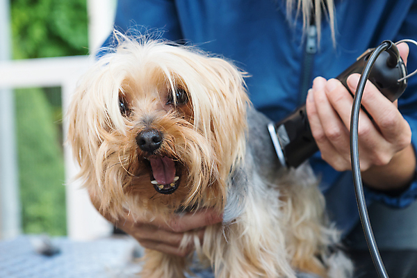 포토 JPG 해외이미지 여자 탁자 실내 한명 들기 상반신 성인 앞모습 반려동물 잡기 개 자르기 돌봄 바리깡 애견미용 성인여자한명만 해외포토 동물 1 뷰포인트 가구 포유류 모션 사람 내부 뷰티 여자한명만 성인여자만 파일형식 이미지허브