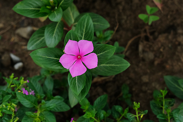 포토 JPG 해외이미지 식물 꽃잎 꽃 아시아 분홍색 백그라운드 잎 꽃무늬 자연 고추 사람없음 야외 장식 초록색 빛 뷰티 정원 보라색 들꽃 성장 벚꽃 나뭇가지 신선 개화 정상 원예 암 내추럴 영원 해외포토 나무 나라 컬러 무늬 채소 취미 질병 생태계 파일형식 이미지허브