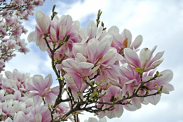 포토 JPG 해외이미지 주간 사람없음 야외 봄 목련 해외포토 자연요소 계절 꽃 파일형식 이미지허브