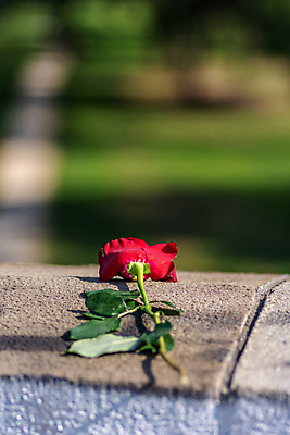 포토 JPG 해외이미지 공원 꽃잎 꽃 감정 백그라운드 난간 관계 자연 추상 사랑 사람없음 야외 초록색 여름 봄 고통 바위 심볼 사인 붕괴 고립 이혼 콘크리트 해외포토 식물 계절 공공시설 컬러 무늬 돌_바위 생태계 파일형식 이미지허브