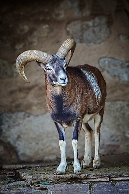 포토 JPG 해외이미지 나무 동물 유럽 야생동물 곡선 포유류 자연 사슴 염소 산 털 뿔 사람없음 야외 갈색 머리 나뭇가지 양 스페인 군중 쓰레기 숲 양자리 염소자리 바르셀로나 내추럴 램 숨기 웅장함 초식 해외포토 식물 나라 선 컬러 모션 사람 신체부위 별자리 생태계 파일형식 이미지허브
