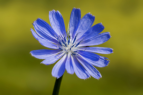 포토 JPG 해외이미지 나무 식물 디자인 계절 공원 꽃잎 꽃 백그라운드 잎 꽃무늬 자연 벽지 사람없음 야외 장식 가로 초록색 뷰티 우주 정원 맑음 봄 성장 벚꽃 나뭇가지 신선 개화 닫기 묘사 원예 보케 고립 카피스페이스 해외포토 공공시설 컬러 무늬 모션 날씨 취미 공백 생태계 파일형식 이미지허브