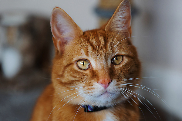 포토 JPG 해외이미지 동물 백그라운드 오렌지 창문 포유류 수염 주택 털 사랑 성인 사람없음 빛 반려동물 소파 고양이 가축 호랑이 기다림 모피 얼룩무늬 완벽 해외포토 감정 컨셉 무늬 의자 과일 모션 사람 건물 파일형식 이미지허브