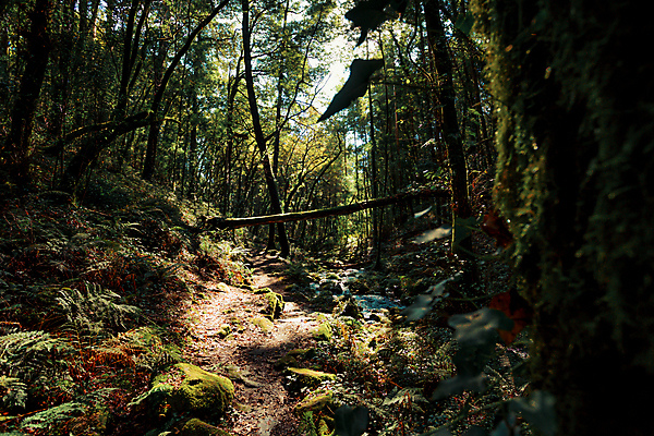 포토 JPG 해외이미지 도로 길 선 줄기 단풍 벽지 잉글랜드 함께함 사람없음 빛 태양 일출 침묵 새벽 활발 성장 광선 황금 오솔길 명상 속도 마법 해외포토 자연요소 식물 컨셉 잎 교통시설 영국 노을 소리 파일형식 이미지허브