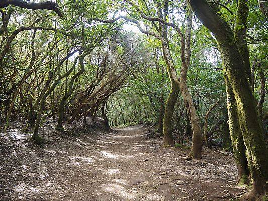 포토 JPG 해외이미지 나무 공원 길 섬 여행 백그라운드 잎 자국 자연 휴가 이끼 사람없음 야외 목재 초록색 빛 햇빛 걷기 환경 하이킹 나뭇가지 행운 스페인 숲 오솔길 열대우림 마법 내추럴 생태학 양치류 옛날 월계수 해외포토 식물 공공시설 교육 유럽 컬러 컨셉 재료 모션 레저 태양 생태계 파일형식 이미지허브