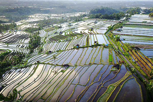 포토 JPG 해외이미지 식물 아시아 문화 음식 여행 패턴 농업 자연 밥 아침 산 안테나 풍경 사람없음 야외 초록색 물 농작물 농장 일출 계곡 성장 시골 정상 낟알 땅 언덕 유기농 발리 인도네시아 장면 논밭 드론 해외포토 주간 자연요소 웰빙 나라 산업 컬러 섬 무늬 밭 통신 논 노을 생태계 파일형식 이미지허브